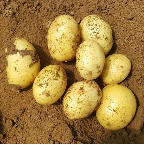现挖现发精品土豆新鲜土豆马铃薯洋芋黄心土豆时令蔬菜批发10 5斤