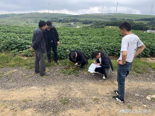 威宁开展马铃薯种薯检验